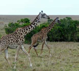 Giraffen in Tsavo Ost