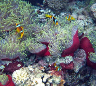 Prachtanemonen-Schnorcheln Hausriff Gorgonia Beach