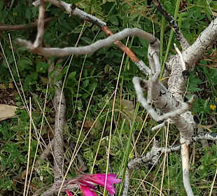 Wandern Pollença / Pollensa