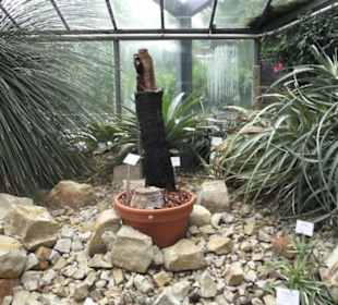 Wüstenpflanzen -  Alter Botanischer Garten