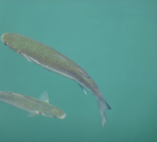 Hafenbecken in Gigantes