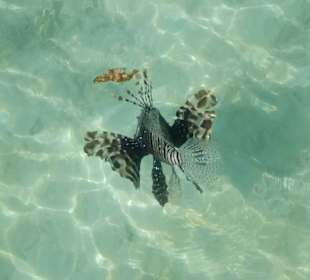 Tijdens het loopje op de pier