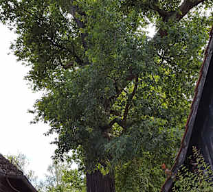 Freilandmuseum Lehde