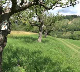Wanderweg Ammerbucher Gigeleswegle