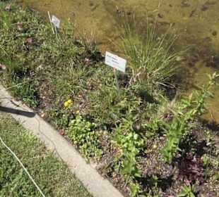 Botanischer Garten der Universität Zürich