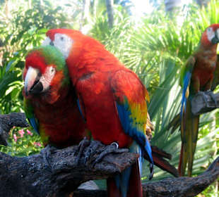 Xel-ha.Schöne Ara`s