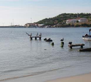 Pelikane am Stadtstrand von Juan Griego