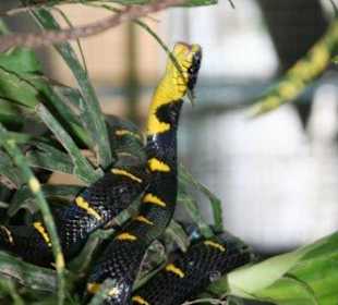 Schlangenfarm / Snake Farm