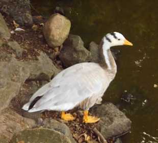 Wildpark Lüneburger Heide