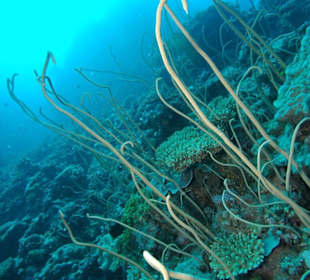 Reef Magic - Tauchen 4