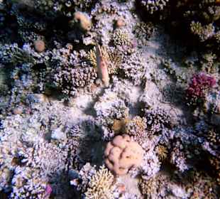 Einmalige Korallenwelt am Strand