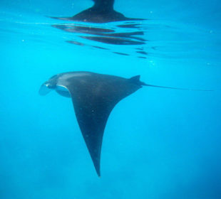 Mantarochen