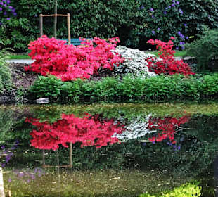 Hauptblüte im Rhododendronpark Bremen