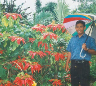 Der Regenschirm so bunt wie Weihnachtsstern