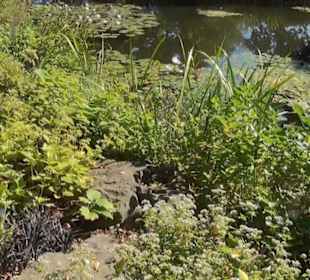 Staudengarten - Berggarten