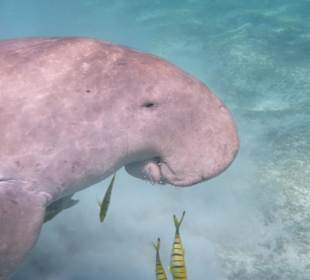 Dugong