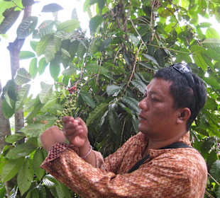 Wayan mit Kopi Luwak