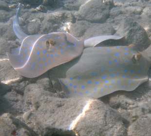 Am rechten Riff endeckt 