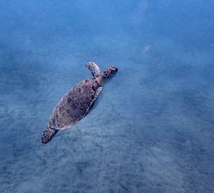 Schnorcheln Marsa Alam