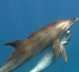 Delfintour 11.10.2013