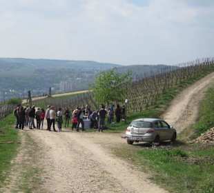 Osteinscher Landschaftspark Weinberge