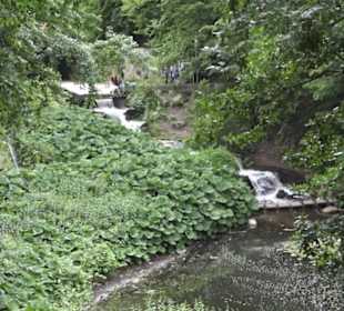 Wallgraben - Alter Botanischer Garten
