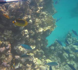 Riff in der Coraya-Bucht