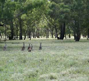 Warrumbungle Nt. Park