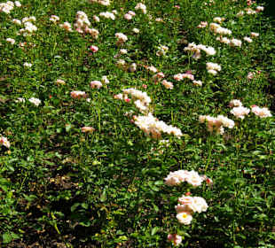 Blütenpracht im Schlossgarten