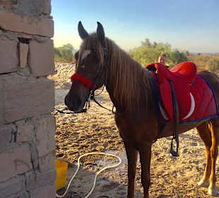 Reiten El Quseir
