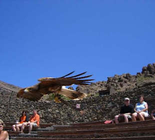 Raubvögel-Show