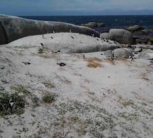 Boulders Beach
