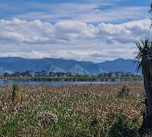 Boggy Pond Wairarapa Moana Wetlands