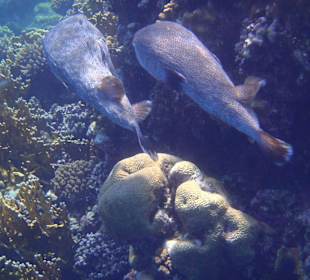 Mr. und Mrs Kofferfisch