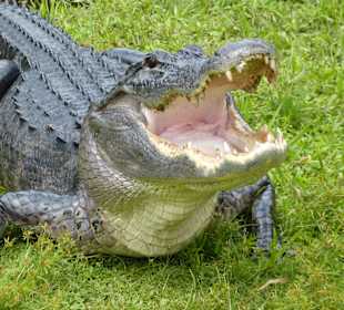 Süßer Alligator in den Everglades