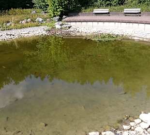 Schöner Teich mit diversen großen Fischen