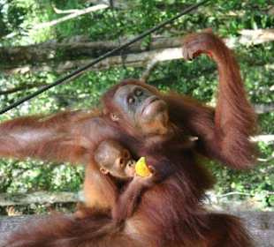 Orang Utan