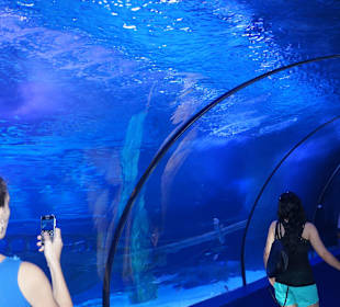 Aquarium Anthalya 