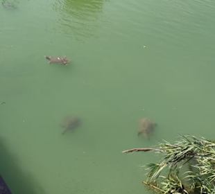 Schildkröten an der Brücke 