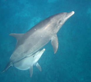 Delfintour