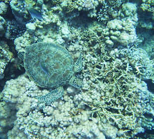 In der Bucht am Riff