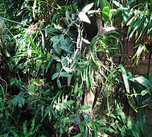 Im Tropenhaus von Schloss Trauttmansdorff