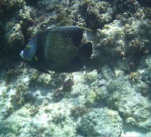 Unterwasserwelt am Strand Catalonia Riviera Maya