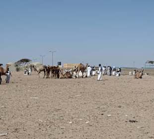 Kamelmartkt
