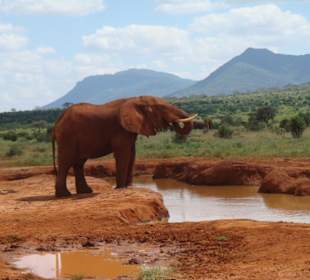 Roter Elefant im Tsavo Ost