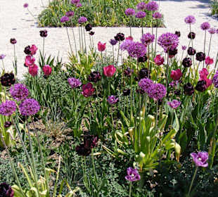 Blumenpracht in Lilatönen
