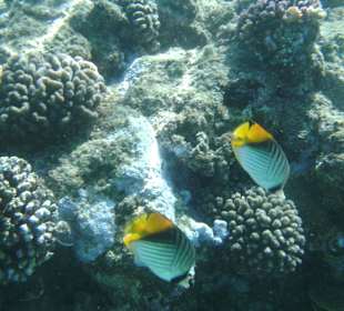 Schmetterlingsfisch Hausriff