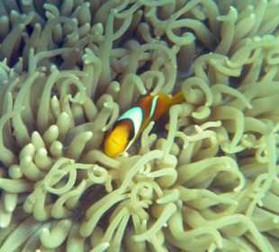 Hotel Lahami Bay Hausriff