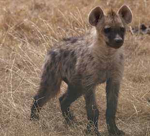 Absolut niedlich, Live