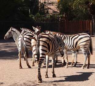 Tiere im Oasis Park Fuerteventura